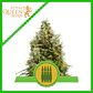 Royal Ak Auto -Royal Queen (X100X10/X3/X1) - Miniatura 2