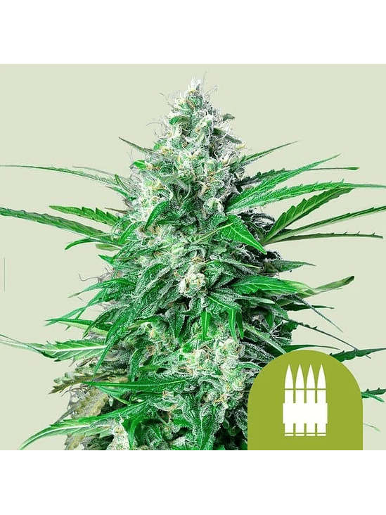 Royal Ak Auto -Royal Queen (X100X10/X3/X1) 4