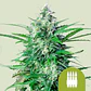 Royal Ak Auto -Royal Queen (X100X10/X3/X1) - Miniatura 4