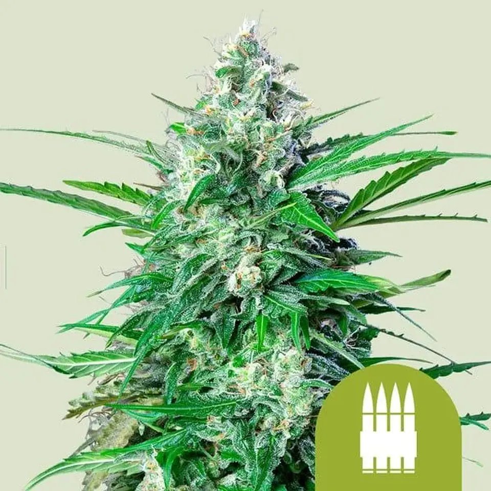 Royal Ak Auto -Royal Queen (X100X10/X3/X1) 4