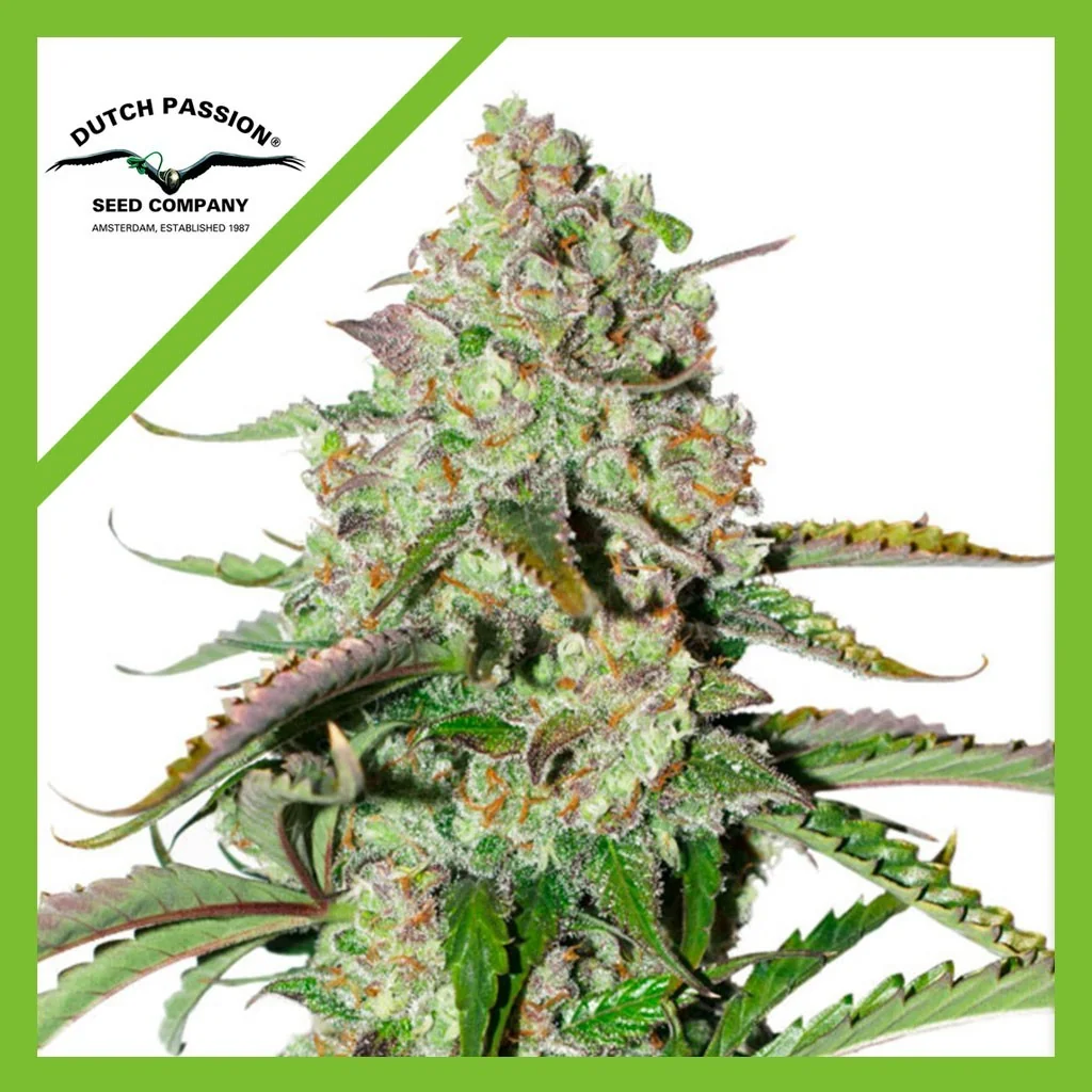 Colorado Cookies Auto -Dutch Passion X3+1 1