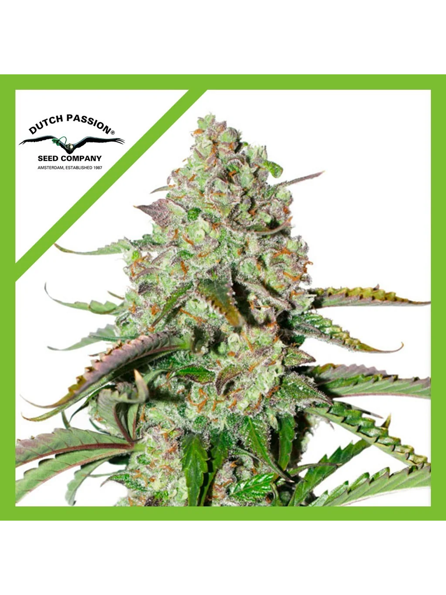 Colorado Cookies Auto -Dutch Passion (X3/X3+1) 1