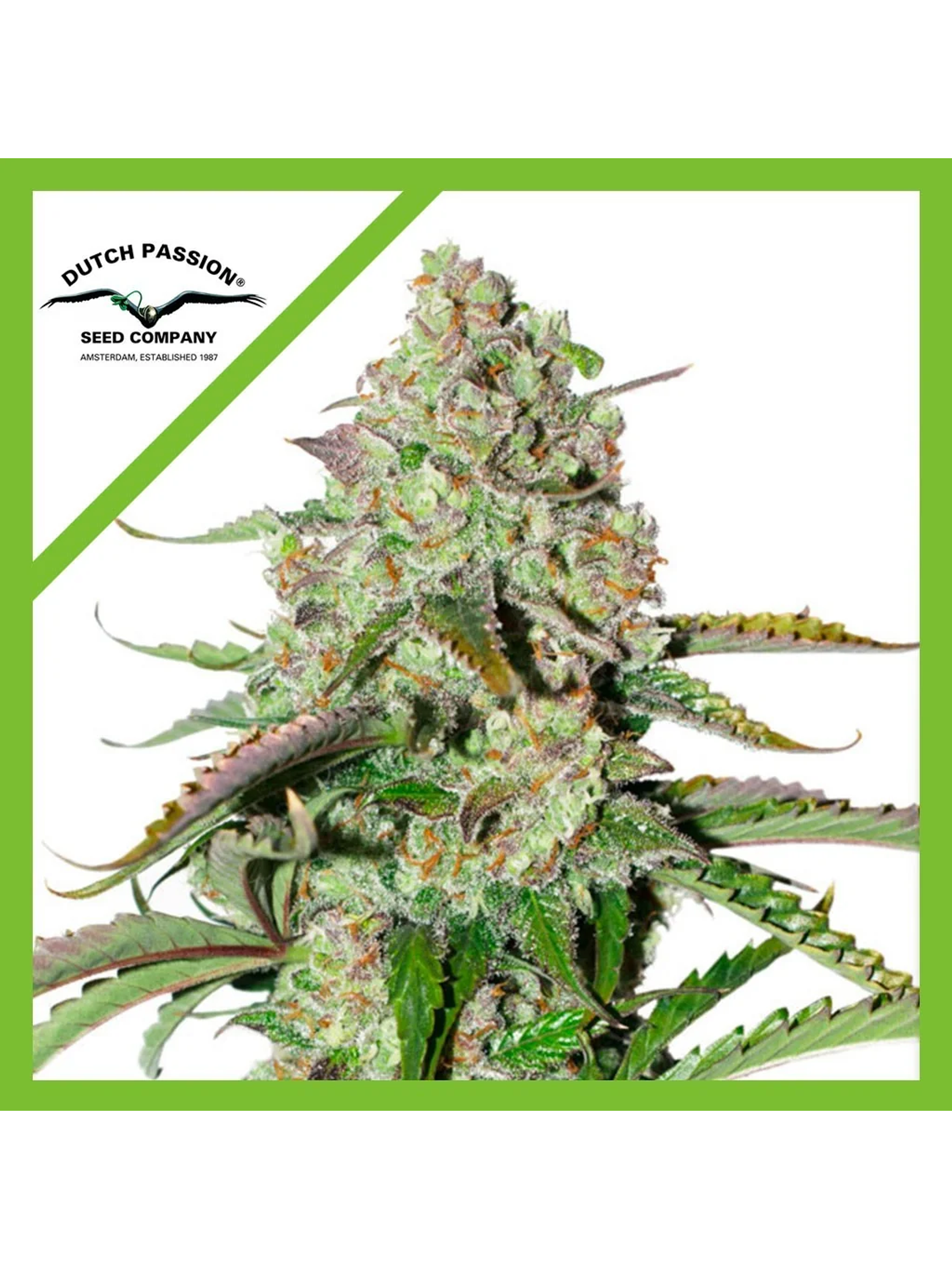 Colorado Cookies Auto -Dutch Passion (X3/X3+1) 1