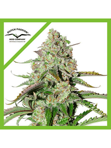 Colorado Cookies Auto -Dutch Passion (X3/X3+1) 1