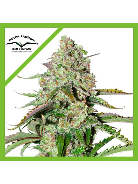 Colorado Cookies Auto -Dutch Passion X3+1 1