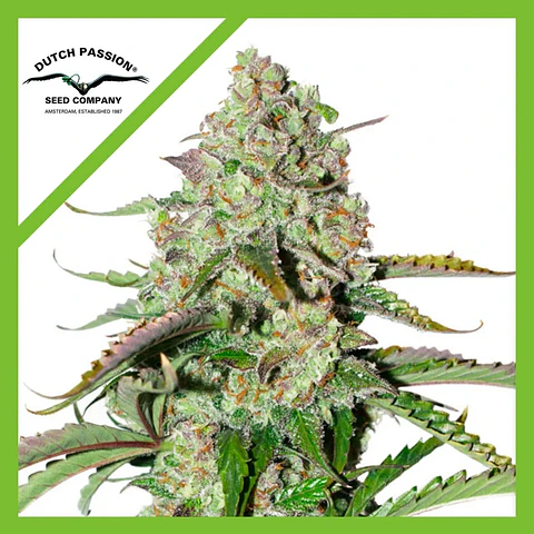 Colorado Cookies Auto -Dutch Passion X3+1