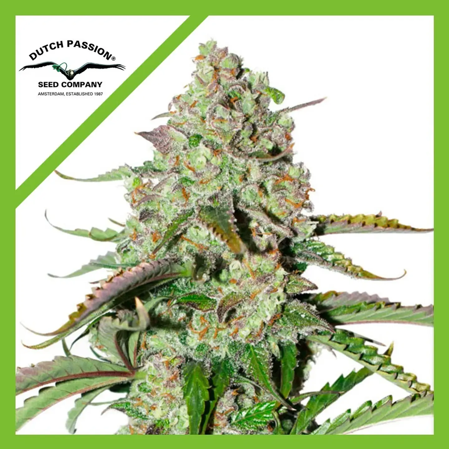 Colorado Cookies Auto -Dutch Passion X3+1 1