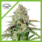 Colorado Cookies Auto -Dutch Passion X3+1 - Miniatura 1