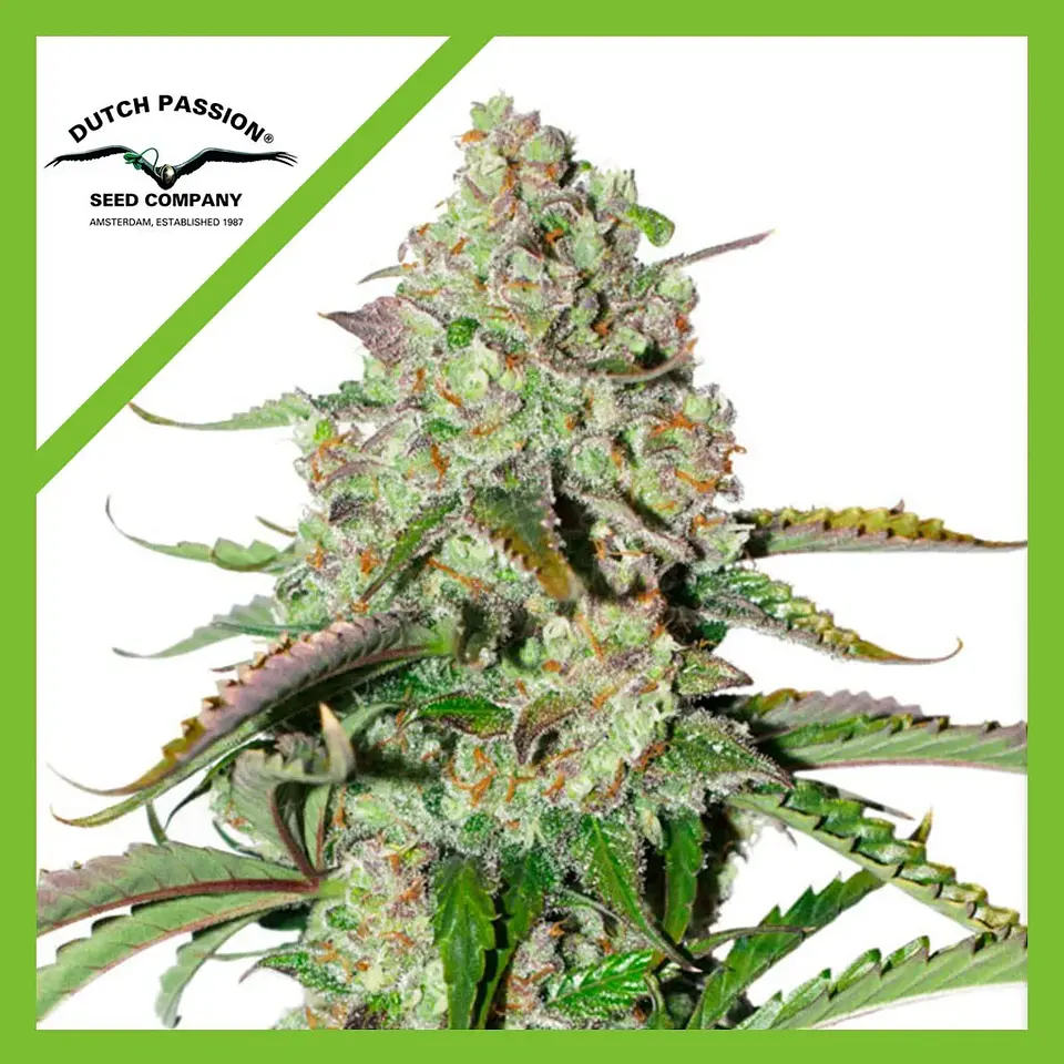 Colorado Cookies Auto -Dutch Passion X3+1 1