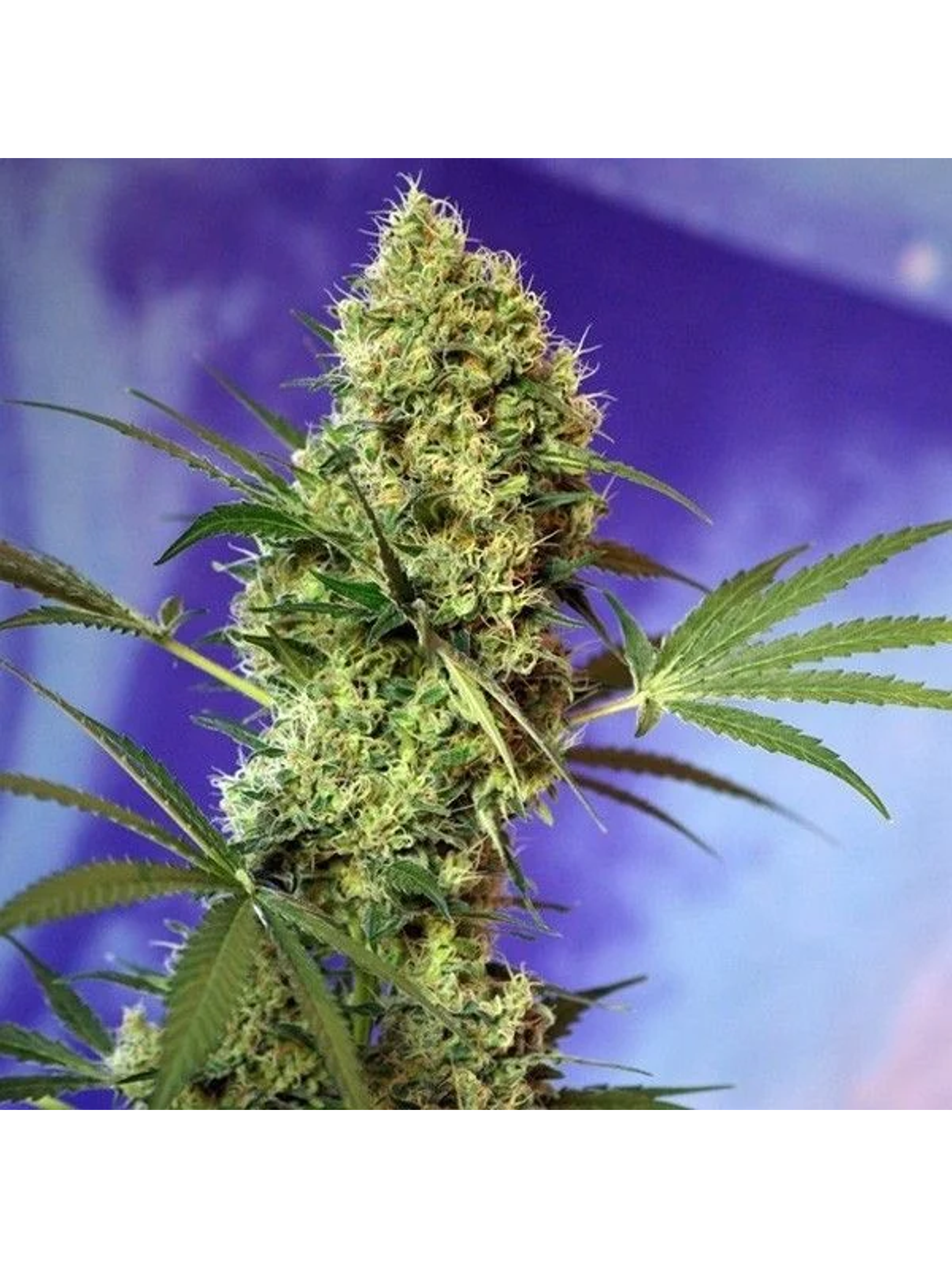 Big Devil Auto -Sweet Seeds (X5+2/X3+1) 2