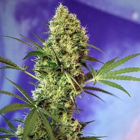Big Devil Auto -Sweet Seeds (X5+2/X3+1)