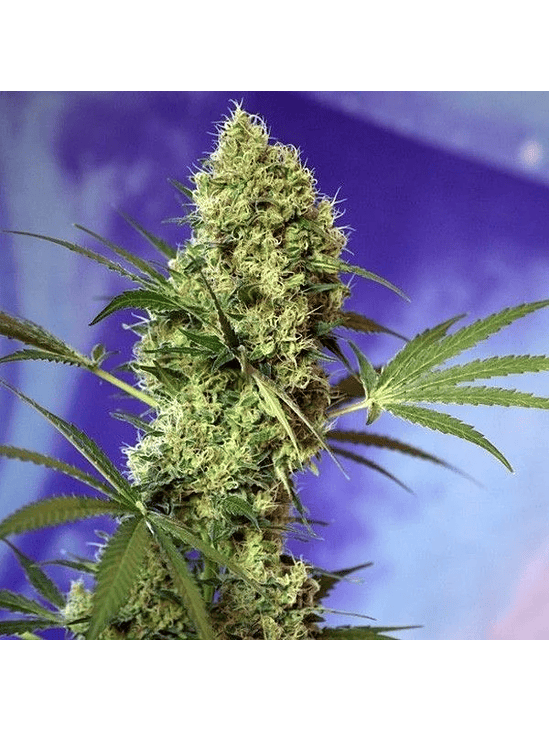 Big Devil Auto -Sweet Seeds (X5+2/X3+1) 2