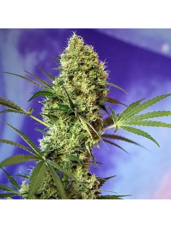 Big Devil Auto -Sweet Seeds (X5+2/X3+1) 2