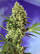 Big Devil Auto -Sweet Seeds (X5+2/X3+1) - Miniatura 2