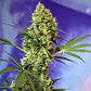 Big Devil Auto -Sweet Seeds (X5+2/X3+1) - Miniatura 2