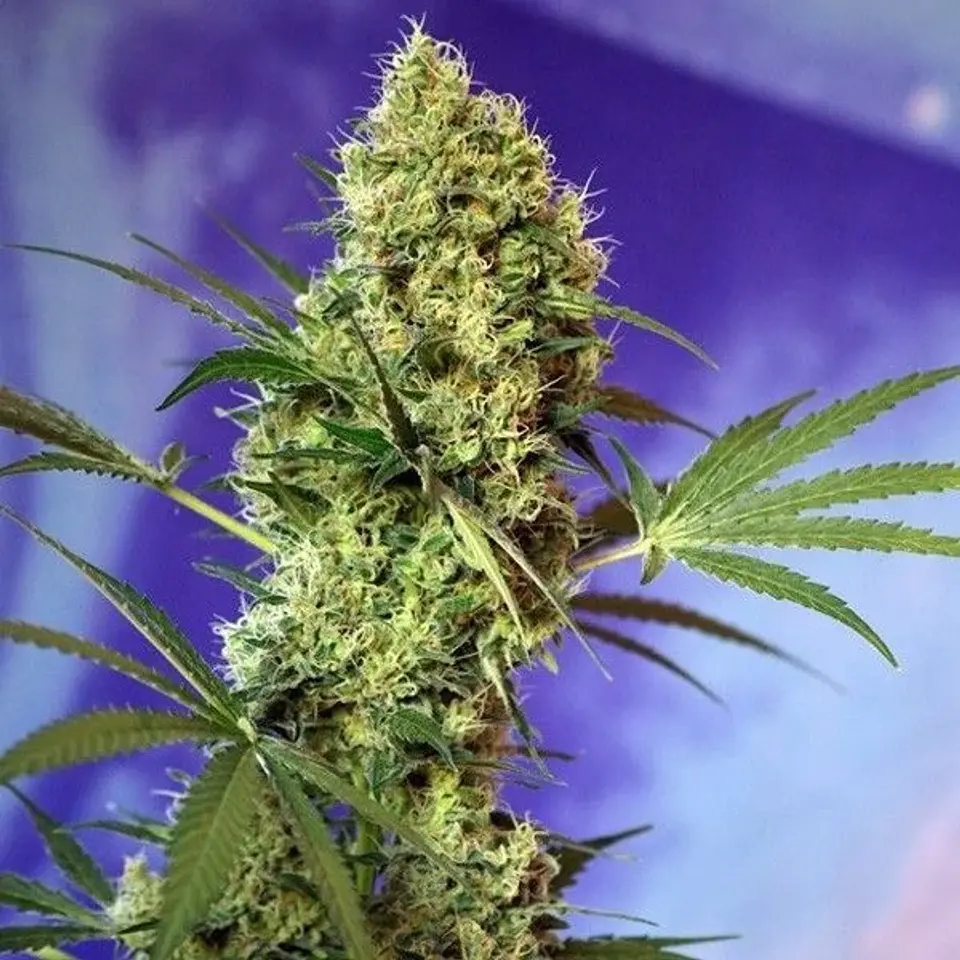 Big Devil Auto -Sweet Seeds (X5+2/X3+1) 2