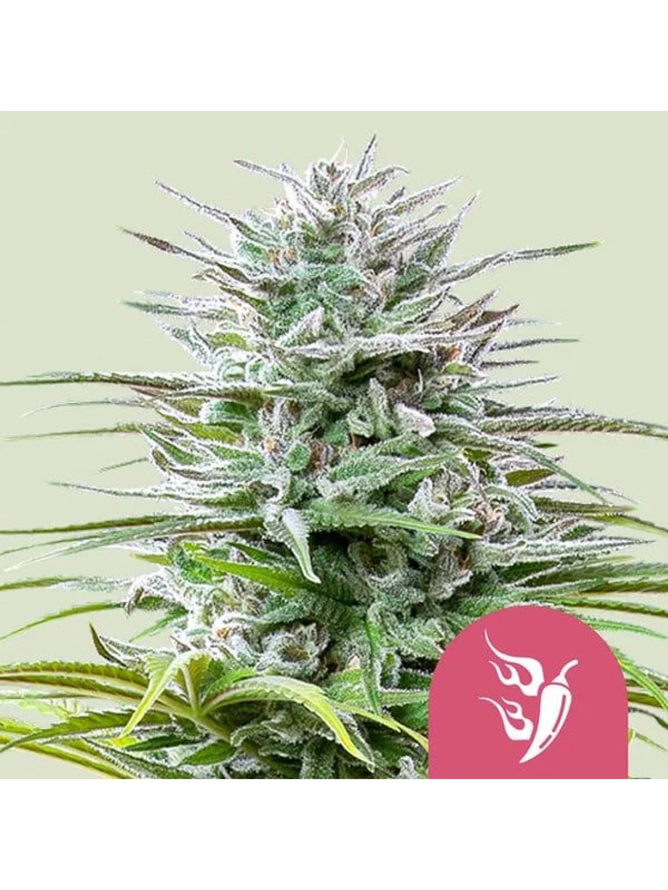 Speedy Chile Fast Fem -Royal Queen Seeds (X100/X10/X3/X1) 4