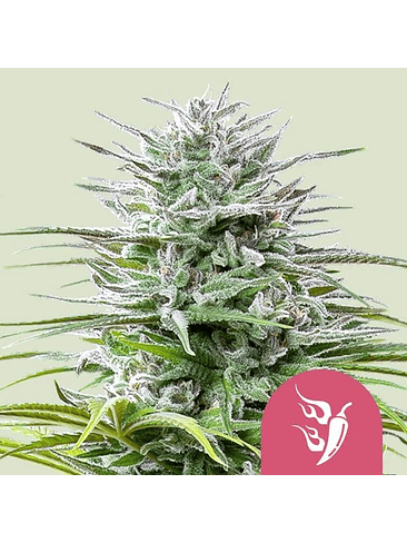 Speedy Chile Fast Fem -Royal Queen Seeds (X100/X10/X3/X1) 4