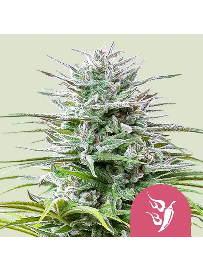 Speedy Chile Fast Fem -Royal Queen Seeds (X100/X10/X3/X1) 4