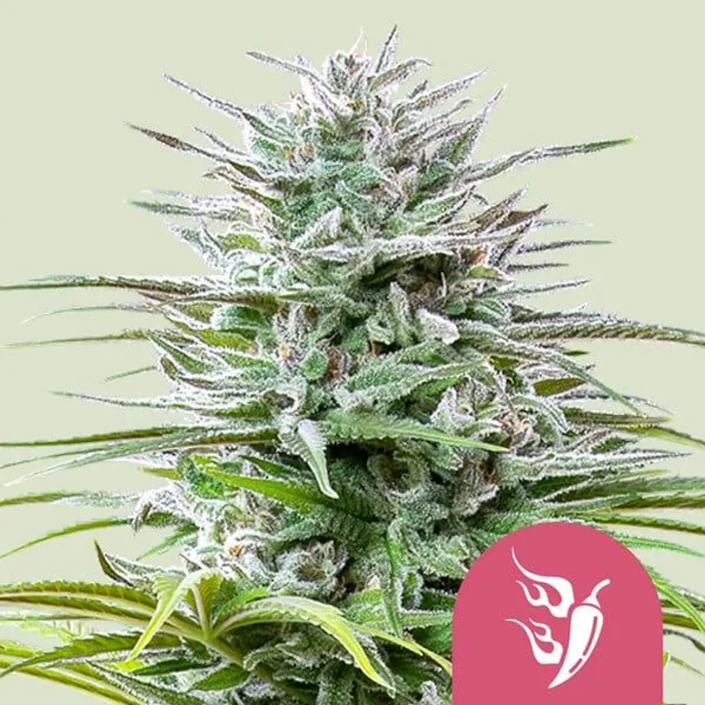 Speedy Chile Fast Fem -Royal Queen Seeds (X100/X10/X3/X1) 4