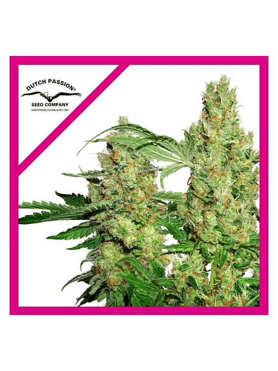 Power Plant Fem -Dutch Passion (X3/X3+1) 2