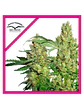 Power Plant Fem -Dutch Passion X3+1 - Miniatura 2