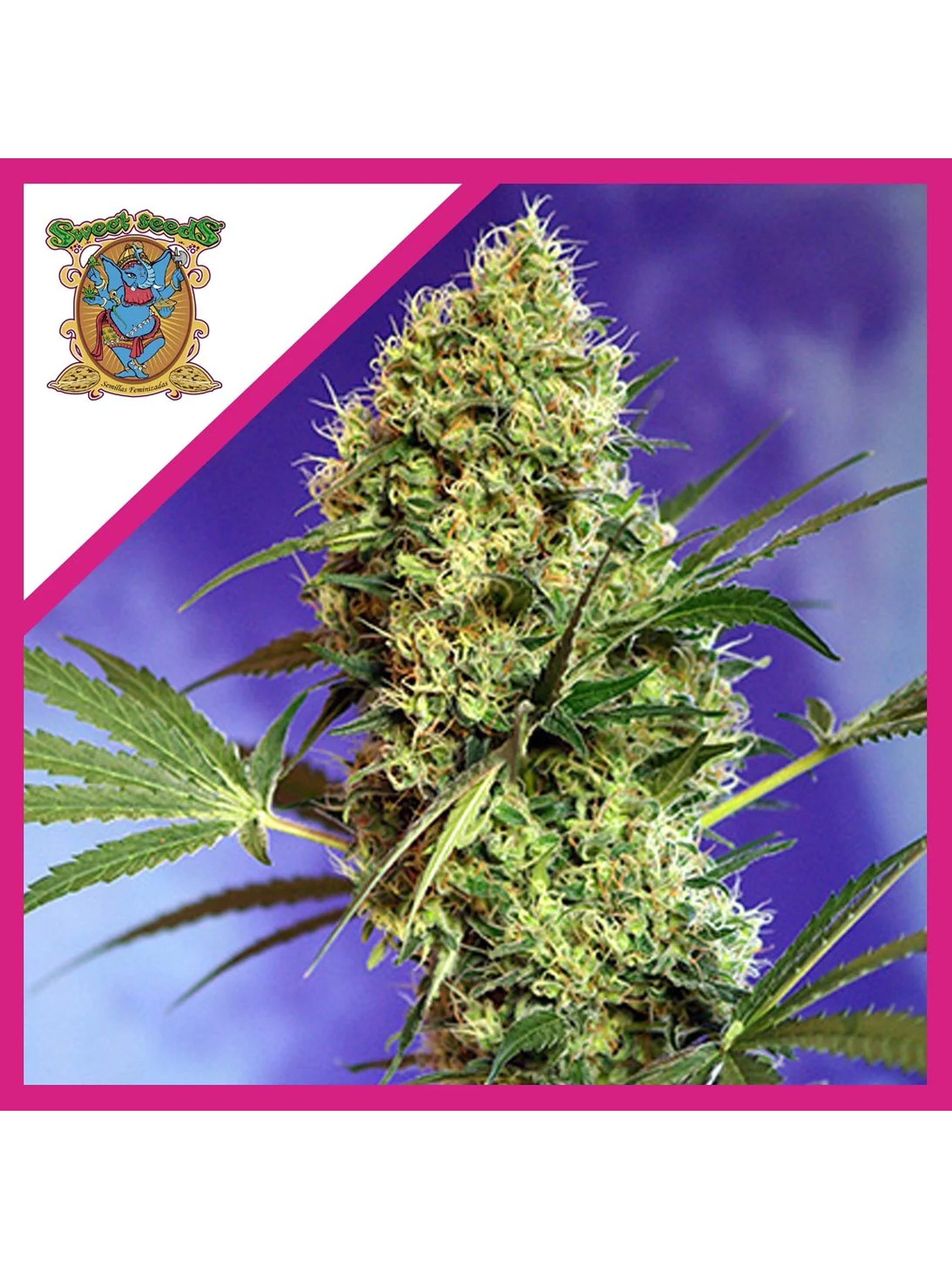 Big Devil F1 Fem -Sweet Seeds (X100/X25/X3+1) 3