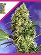 Big Devil F1 Fem -Sweet Seeds (X100/X25/X3+1) - Miniatura 3