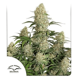 Critical Orange Punch Auto -Dutch Passion (X100/X25/X7/X3/X3+1)