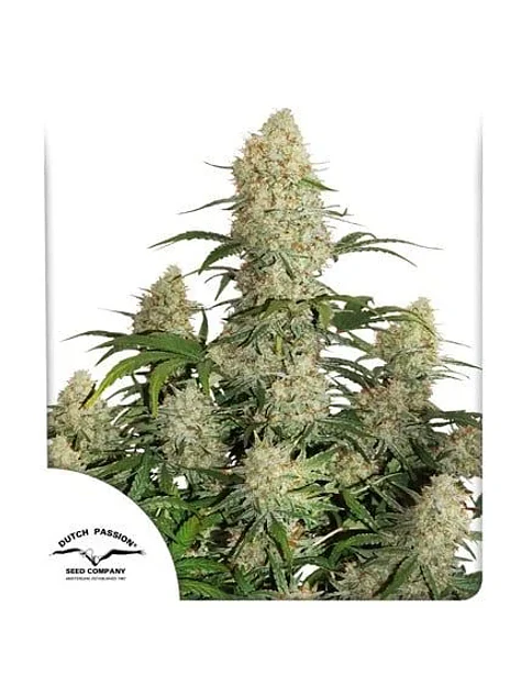 Critical Orange Punch Auto -Dutch Passion (X100/X25/X7/X3+1) 2