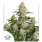 Critical Orange Punch Auto -Dutch Passion (X100/X25/X7/X3+1) - Miniatura 2