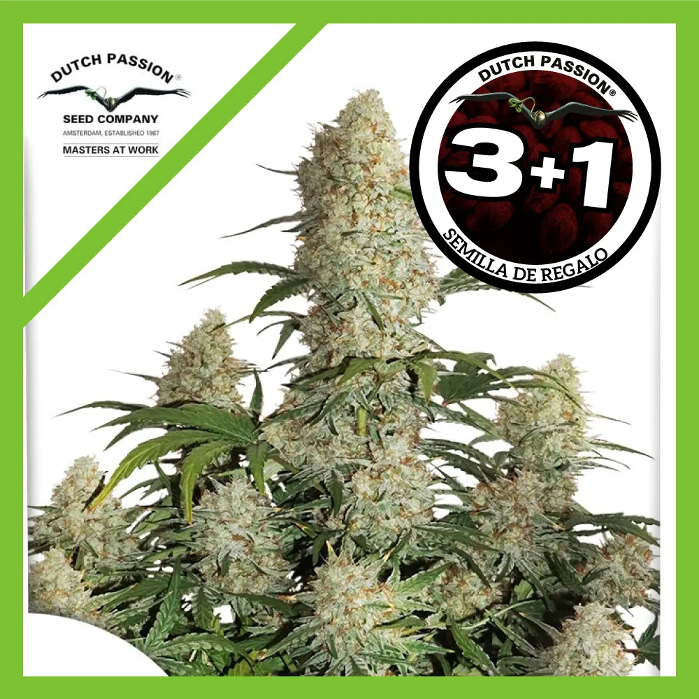 Critical Orange Punch Auto -Dutch Passion (X100/X25/X7/X3+1) 3