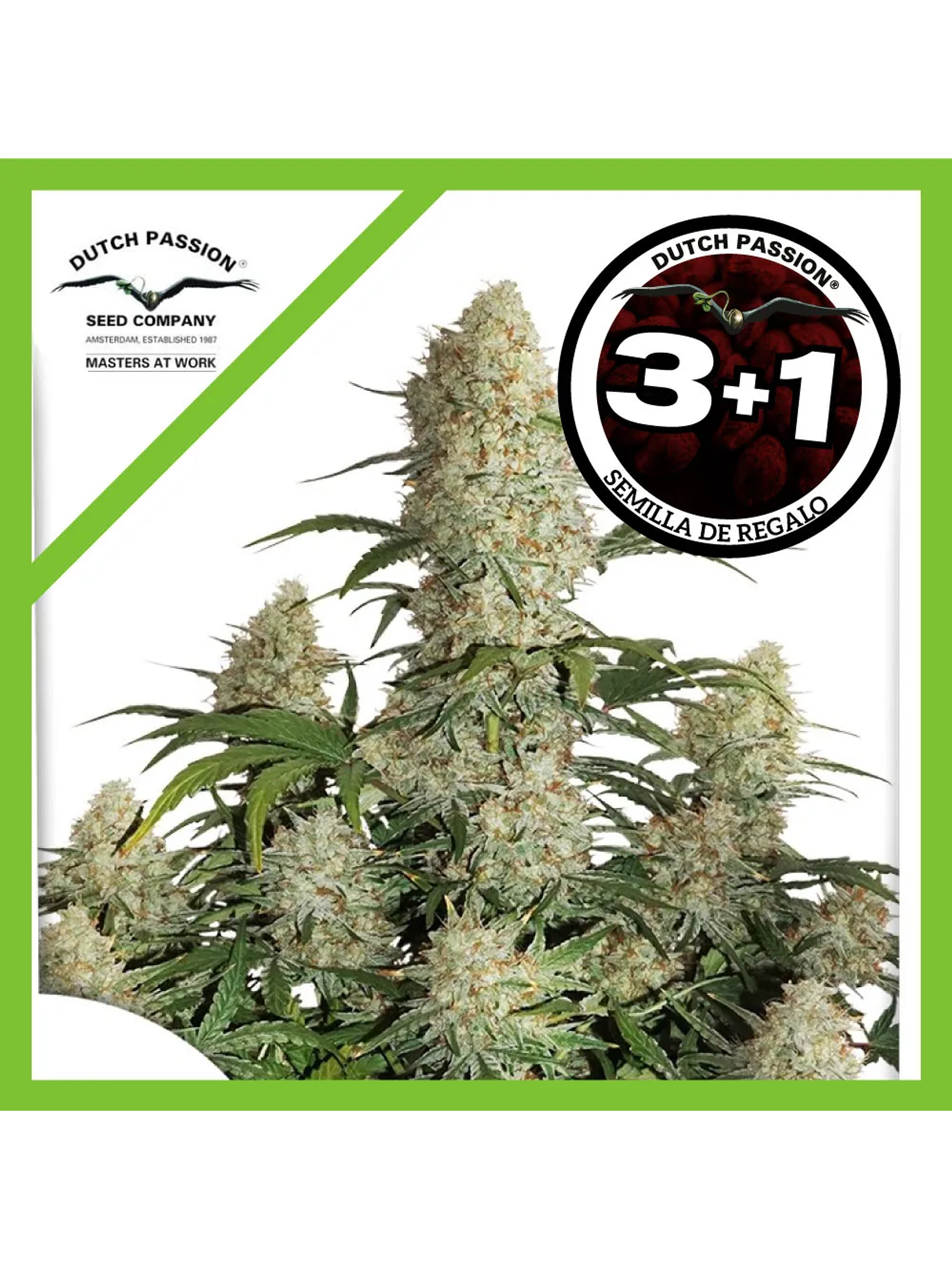 Critical Orange Punch Auto -Dutch Passion (X100/X25/X7/X3/X3+1) 3