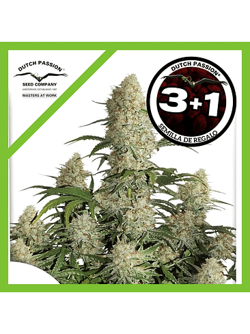 Critical Orange Punch Auto -Dutch Passion (X100/X25/X7/X3/X3+1) 3