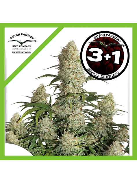Critical Orange Punch Auto -Dutch Passion (X100/X25/X7/X3+1) 3