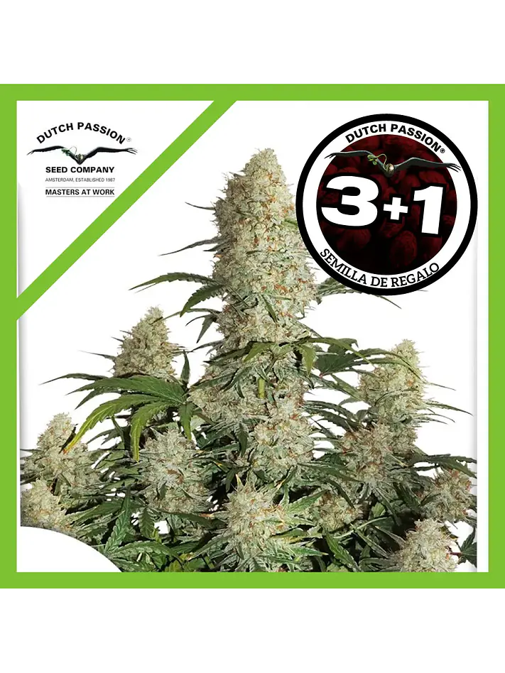 Critical Orange Punch Auto -Dutch Passion (X100/X25/X7/X3+1) 3