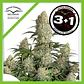Critical Orange Punch Auto -Dutch Passion (X100/X25/X7/X3+1) - Miniatura 3