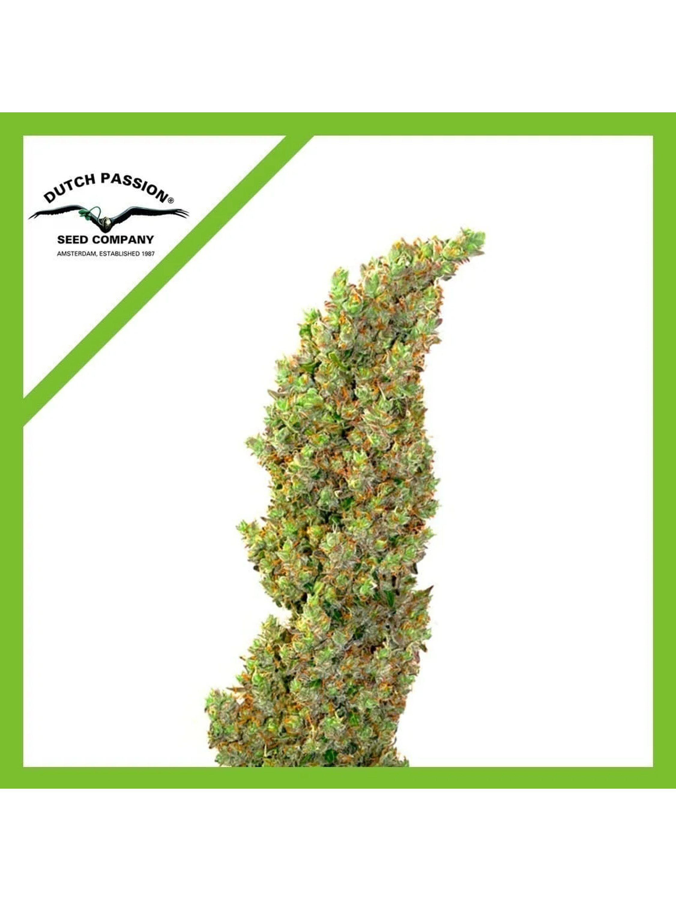 Daiquiri Lime Auto -Dutch Passion (X3/X3+1) 2