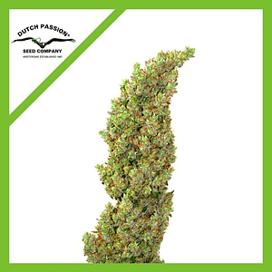 Daiquiri Lime Auto -Dutch Passion (X3/X3+1)