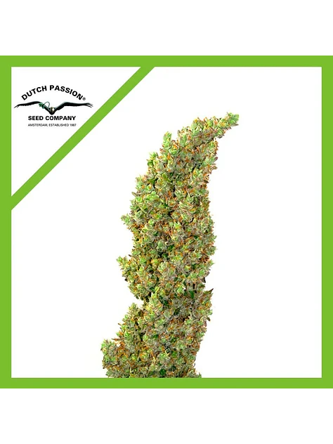 Daiquiri Lime Auto -Dutch Passion X3+1 2