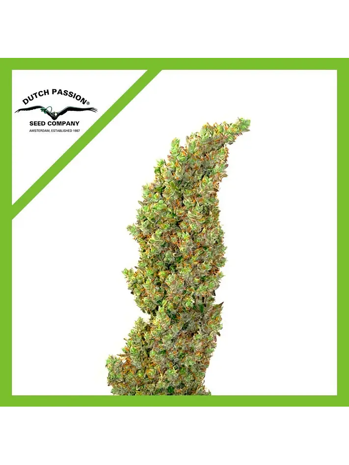 Daiquiri Lime Auto -Dutch Passion X3+1 2