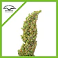Daiquiri Lime Auto -Dutch Passion X3+1 - Miniatura 2