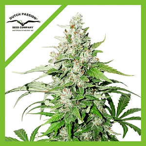 Cinderella Jack Auto -Dutch Passion (X3/X3+1/X1)