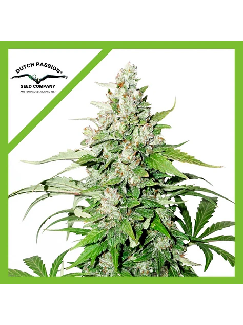 Cinderella Jack Auto -Dutch Passion (X3+1/X1) 2