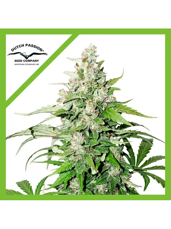 Cinderella Jack Auto -Dutch Passion (X3+1/X1) 2