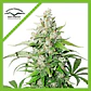 Cinderella Jack Auto -Dutch Passion (X3+1/X1) - Miniatura 2