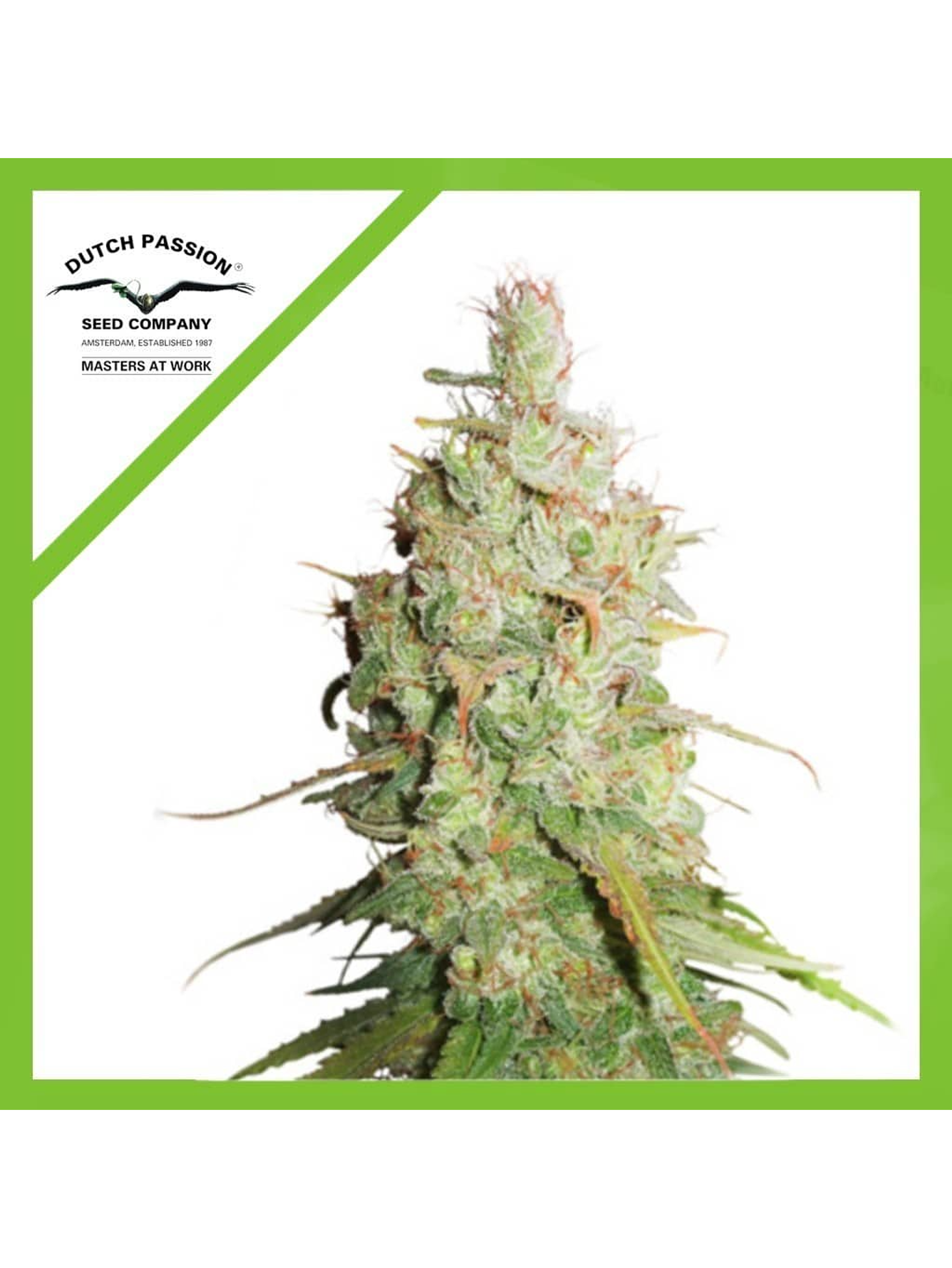 Desfran Auto -Dutch Passion (X3/X3+1) 2