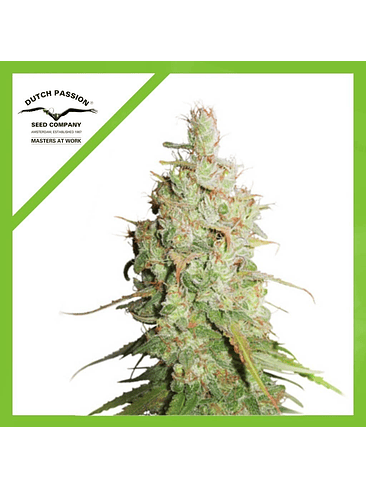 Desfran Auto -Dutch Passion (X3/X3+1) 2