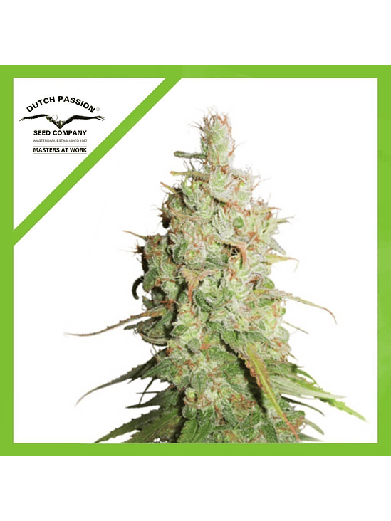 Desfran Auto -Dutch Passion (X3/X3+1) 2