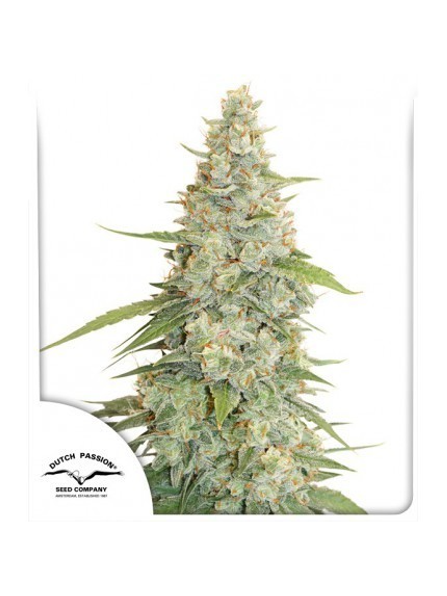 Meringue Fem -Dutch Passion (X3/X3+1) 2